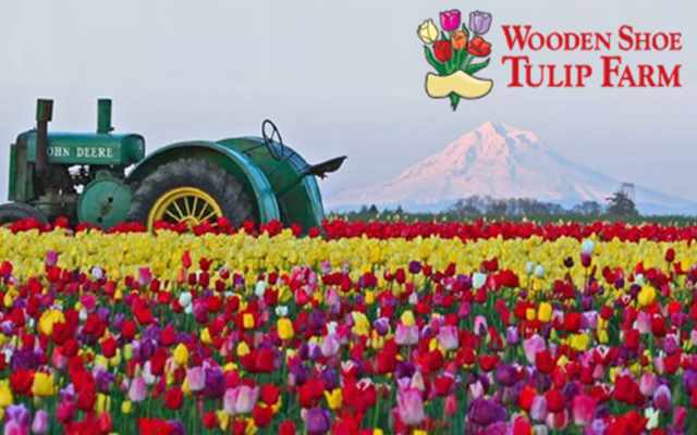 <h1 class="tribe-events-single-event-title">Tulip Festival at Wooden Shoe Tulip Farm</h1>