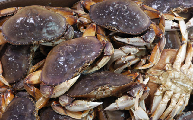 Ocean acidification is impacting Oregon Dungeness crabs
