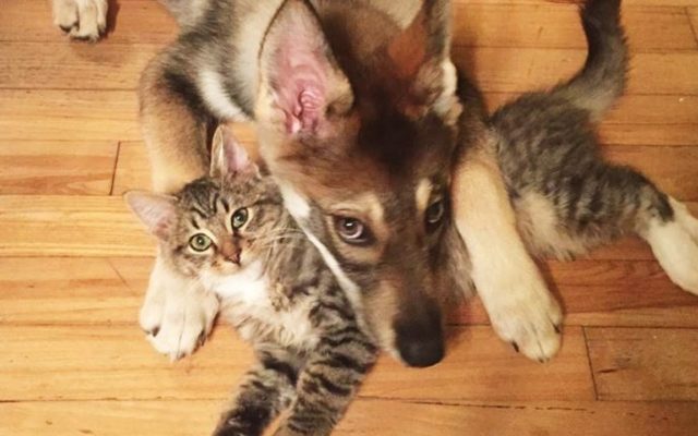 This Husky Picked Out Her New Sibling From The Shelter & Cuteness Overload