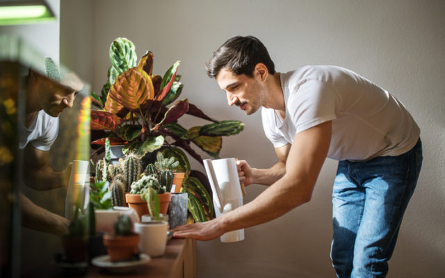 How to get your houseplants through the rest of winter