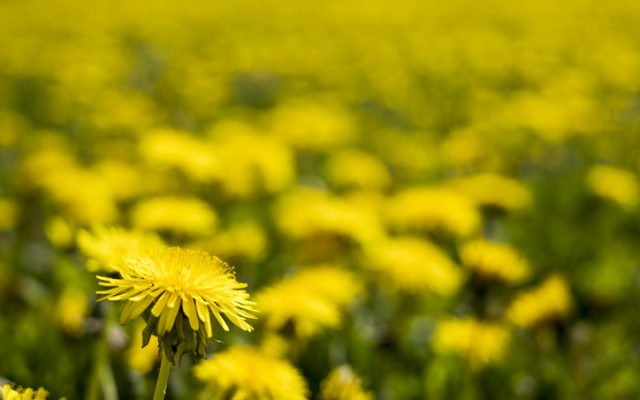 Help the bees by leaving your dandelions alone