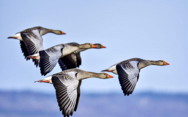 You have until March 19th to comment on proposed roll back of protections for migratory birds