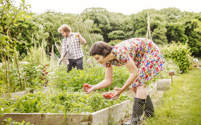 Tips to start your vegetable garden