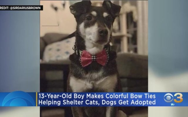 13-Year-Old Sews Bow Ties To Help Shelter Animals Get Adopted