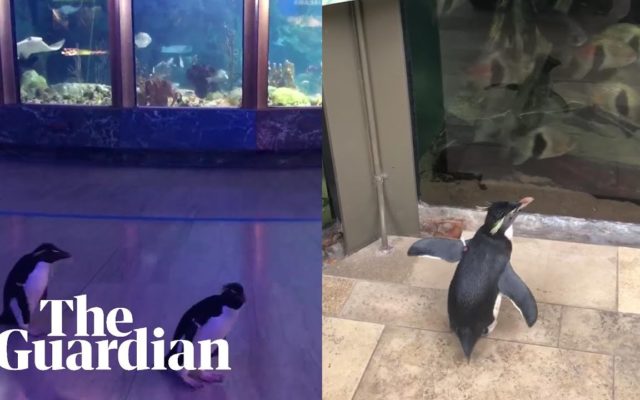 Cuteness Overload: Penguins Openly Explore Aquarium Closed Due To Coronavirus
