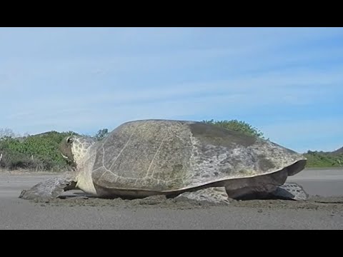 One Benefit From Coronavirus Closing Beaches: A Strong Turtle Nesting Season