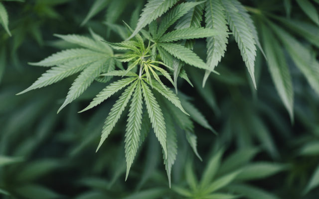 New Canadian Study Says Marijuana May Prevent CoVid 19