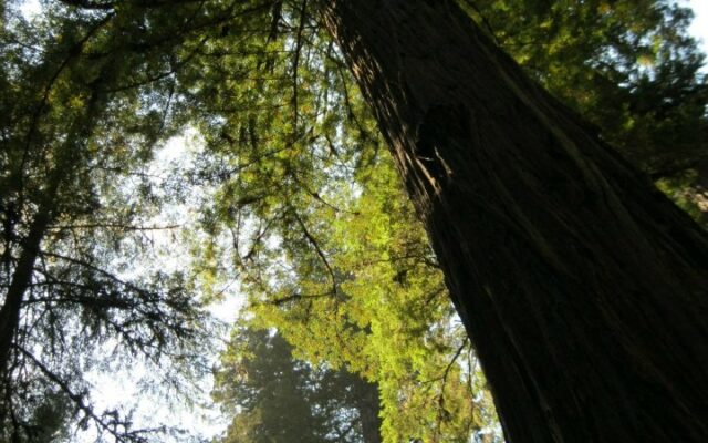 Redwood forest returned to a group of Native tribes