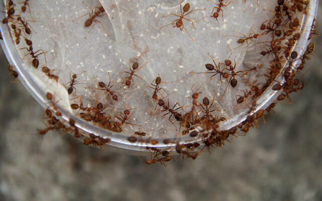 Stop the ants from marching into your house