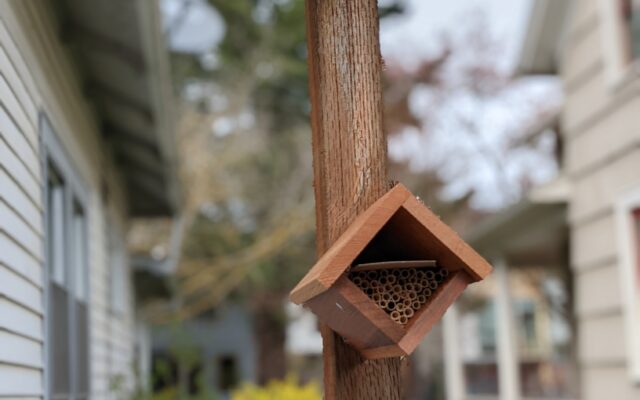 How about inviting bees to your garden
