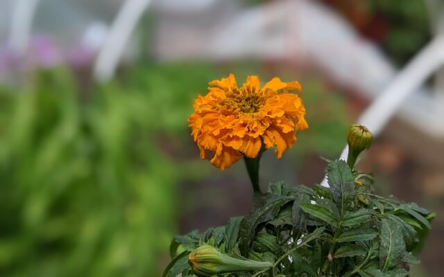 Marigolds. Undemanding workhorse in the garden