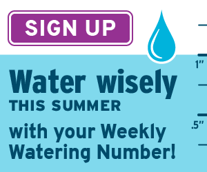 Want to know how to use water wisely? Listen to our conversation with Regional Water Providers Consortium