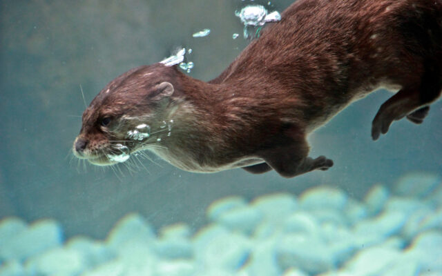 Otters At Aquarium In New Jersey Are Painting Valentines Cards For Local Hospitals (And More Good News)